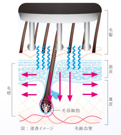 ドクタースカルプ　Dr,Scalp